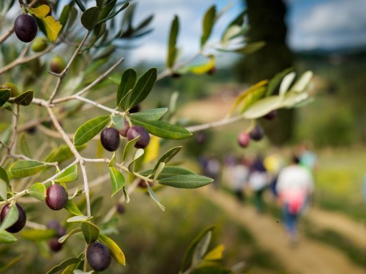 olive walk tuscany