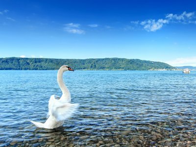 Zwaan Bodensee