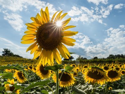 zonnebloem Assisi