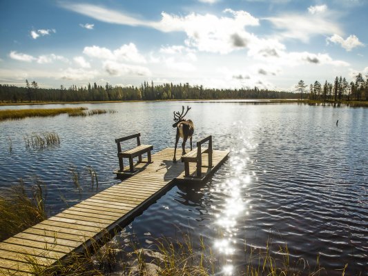 Lapland zomer