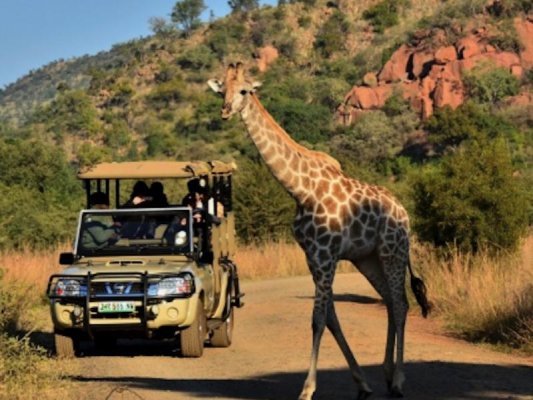 Pilanesberg game drive